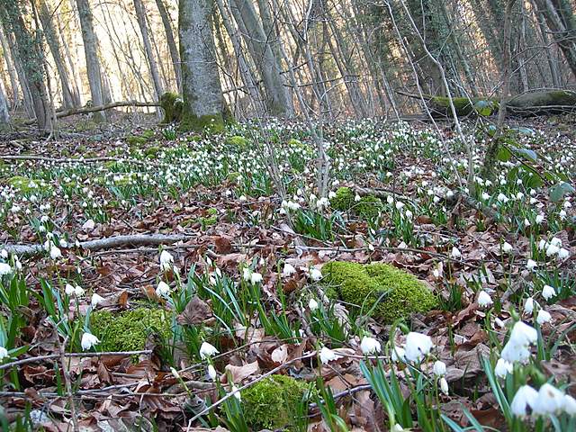 Ritorno  nel  bosco  alluvionale  di  Flh